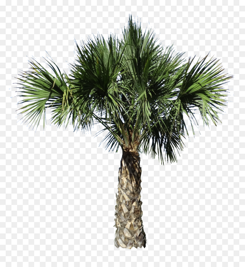 Clip Art Desert Spoon Plant - Borassus Flabellifer, HD Png Download - desert plants png