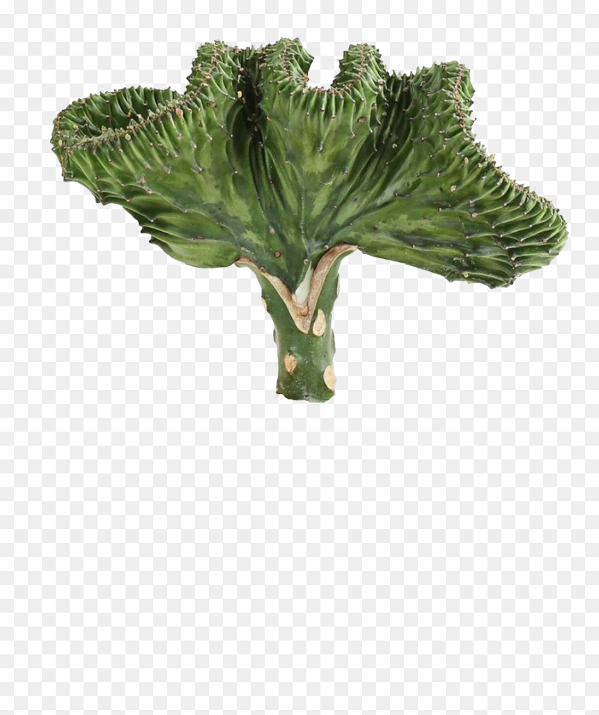 #stickers #stickersedit #cactus #desert #green #plant - Cactus, HD Png Download - desert plants png