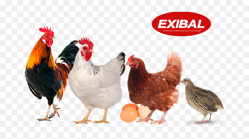 Gallina Png, Transparent Png - aves png