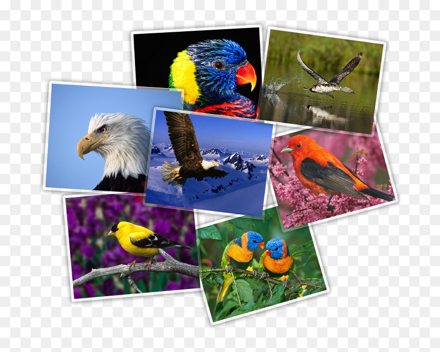 Bald Eagle, HD Png Download - aves png