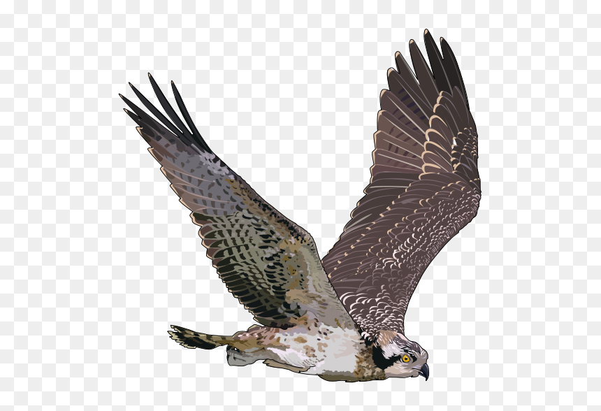 Balbuzard Pecheur - Falcon Png, Transparent Png - aves png