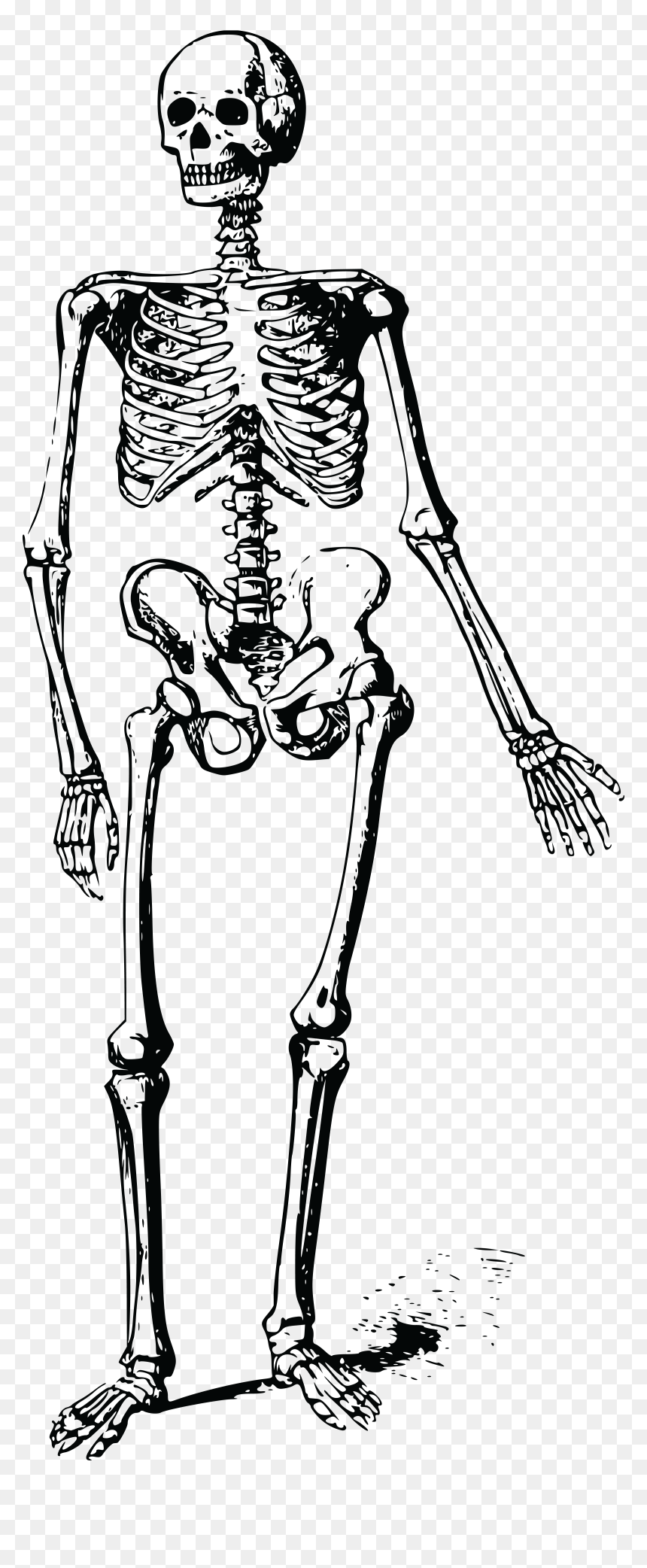 Skeleton Clipart Hand - Free Clipart Skeleton, HD Png Download - skeleton hands png