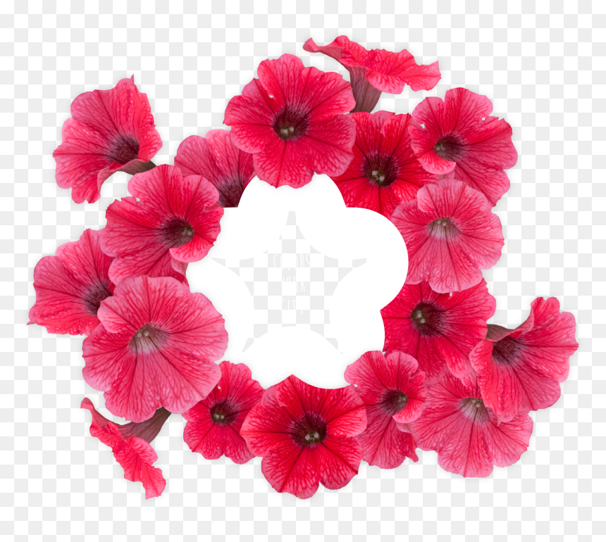 Petunia Png -surfinia® Trailing Red - Petunia, Transparent Png - petunia png