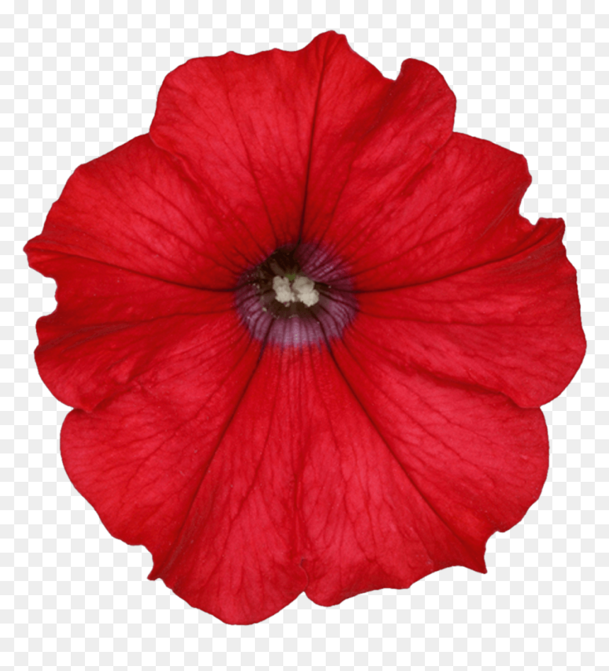 Clip Art Orange Petunias - Red Petunias Png, Transparent Png - petunia png