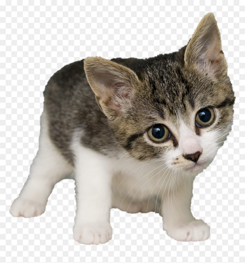 Cat Potos, HD Png Download - cat ear png