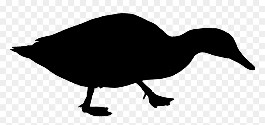 Duck Water Bird Silhouette Free Photo - Bebek Png, Transparent Png - swan silhouette png