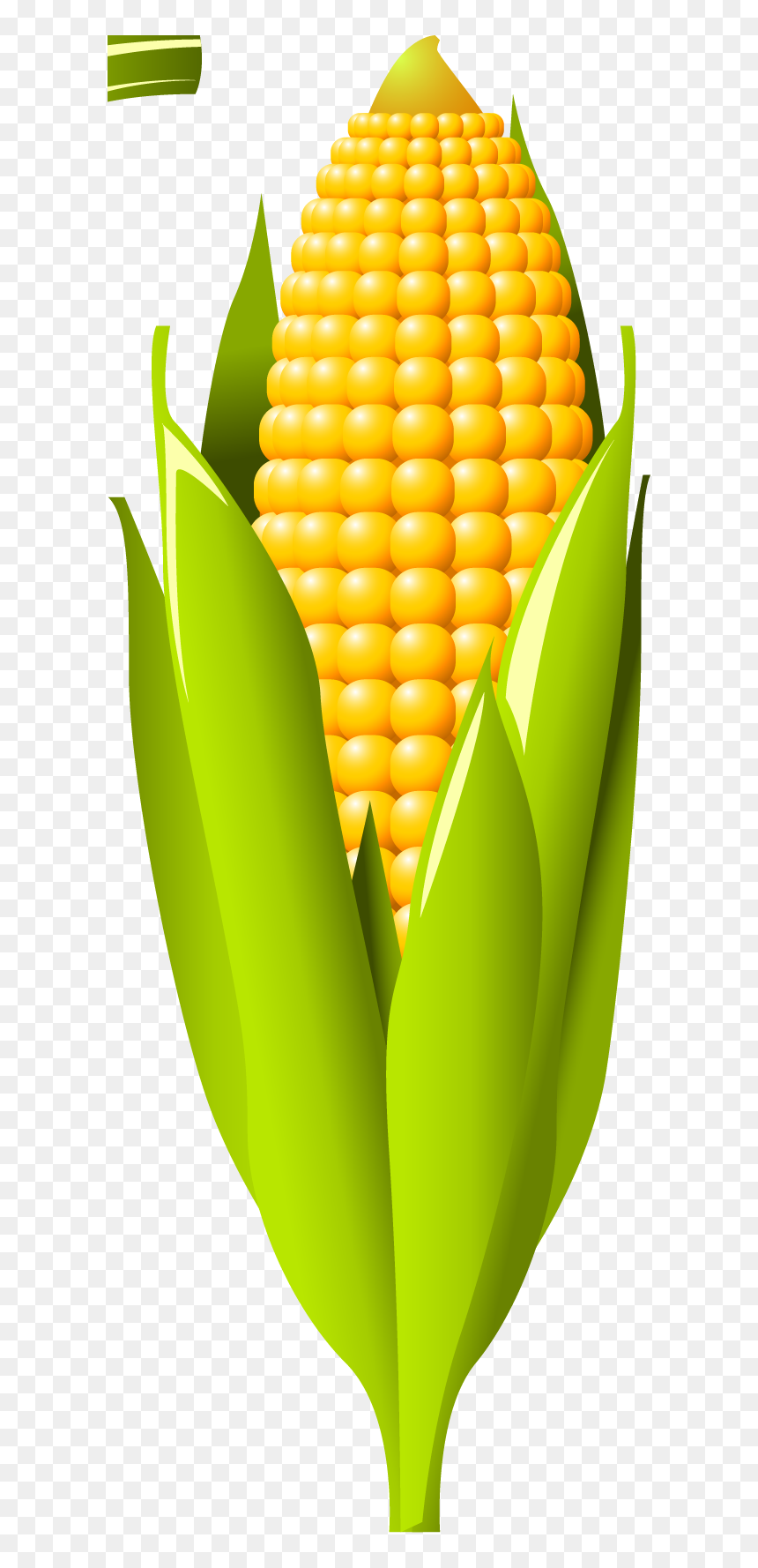Banana, HD Png Download - corn plant png