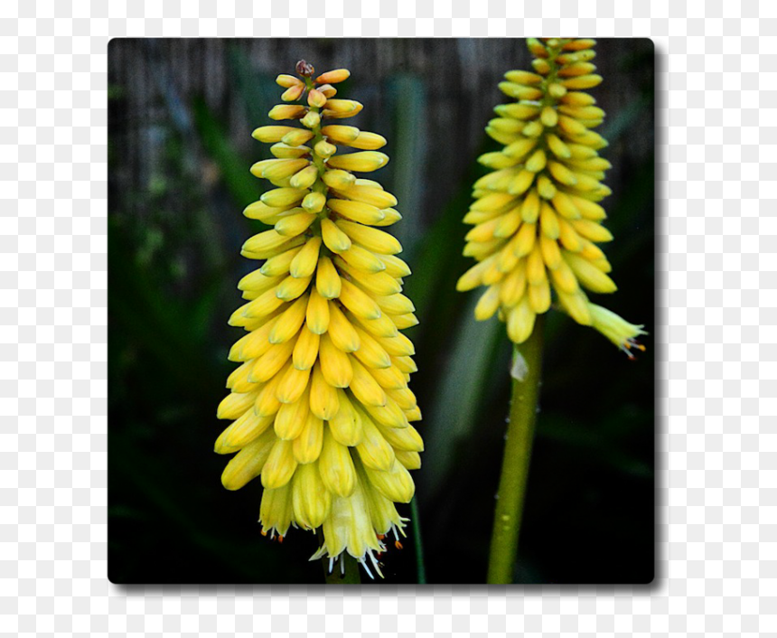 Torch Lily, HD Png Download - corn plant png