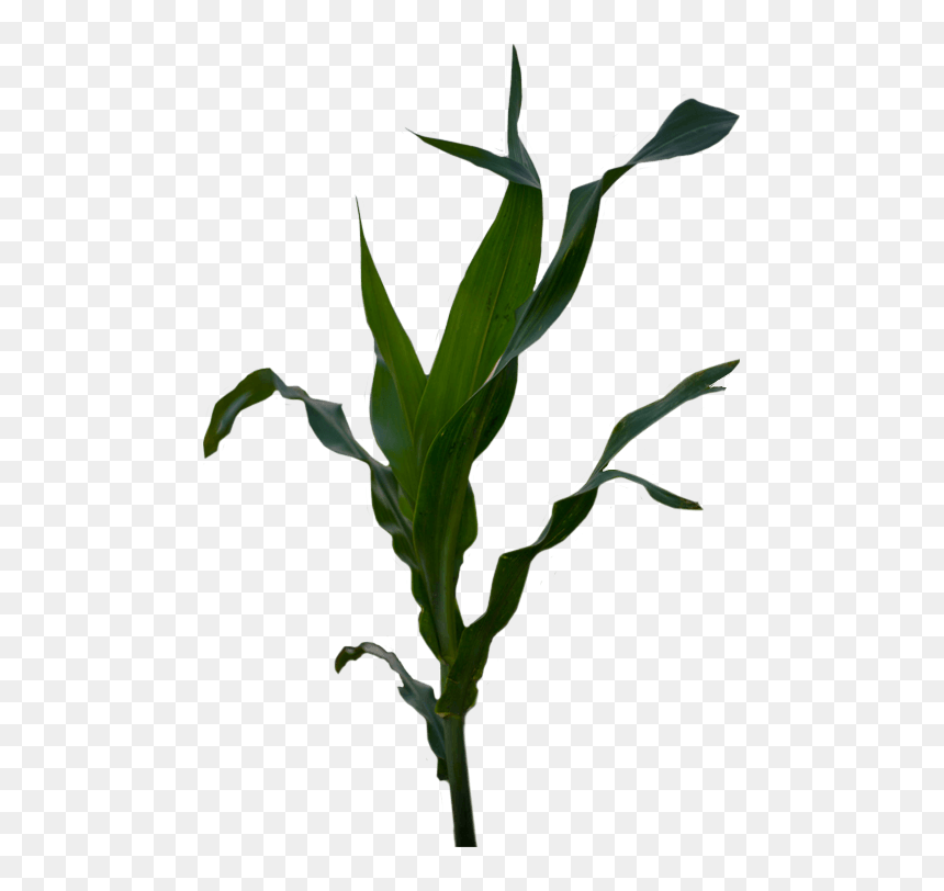 Clip Art, HD Png Download - corn plant png