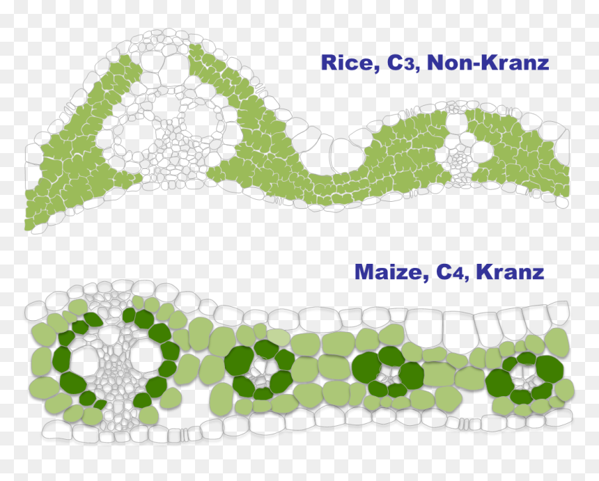 Parallel, HD Png Download - chloroplast png
