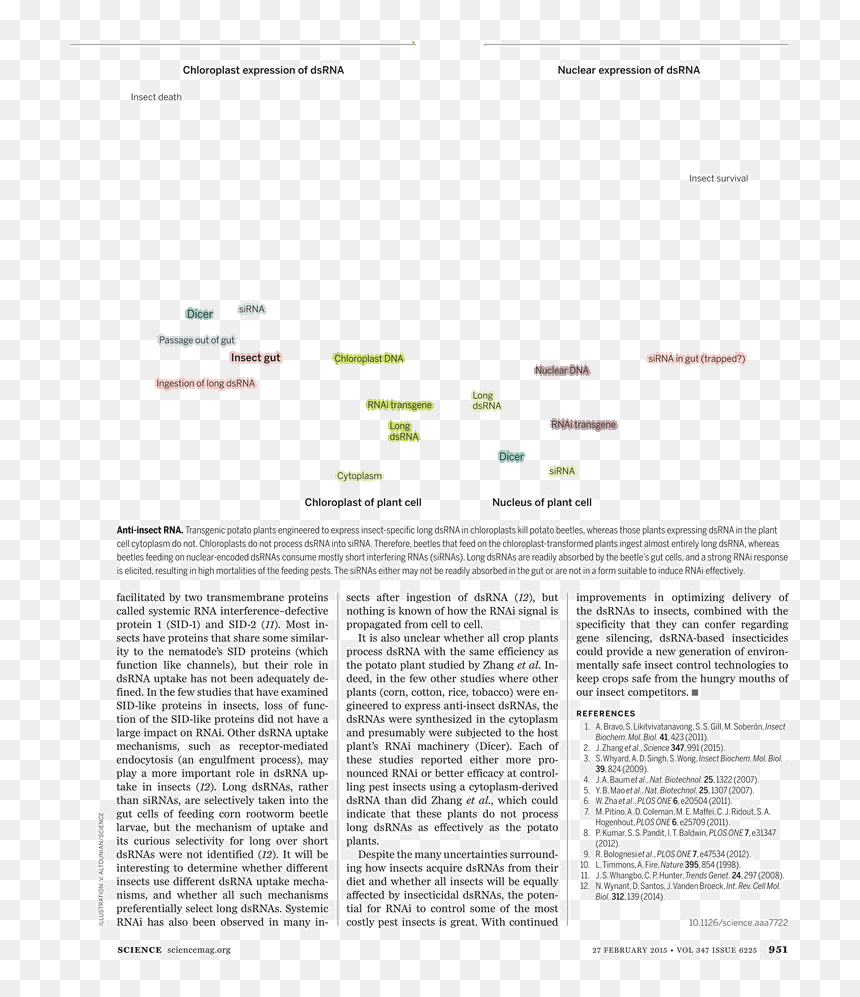 Document, HD Png Download - chloroplast png