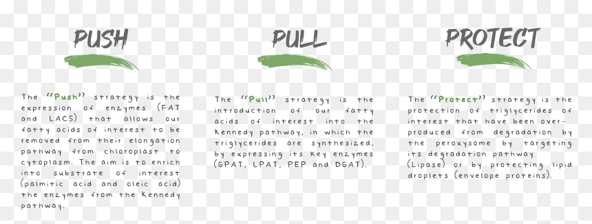 Document, HD Png Download - chloroplast png
