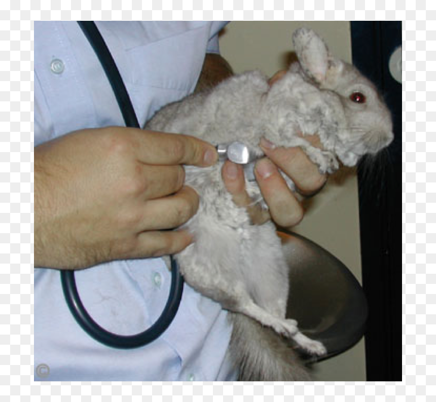 Rat, HD Png Download - chinchilla png