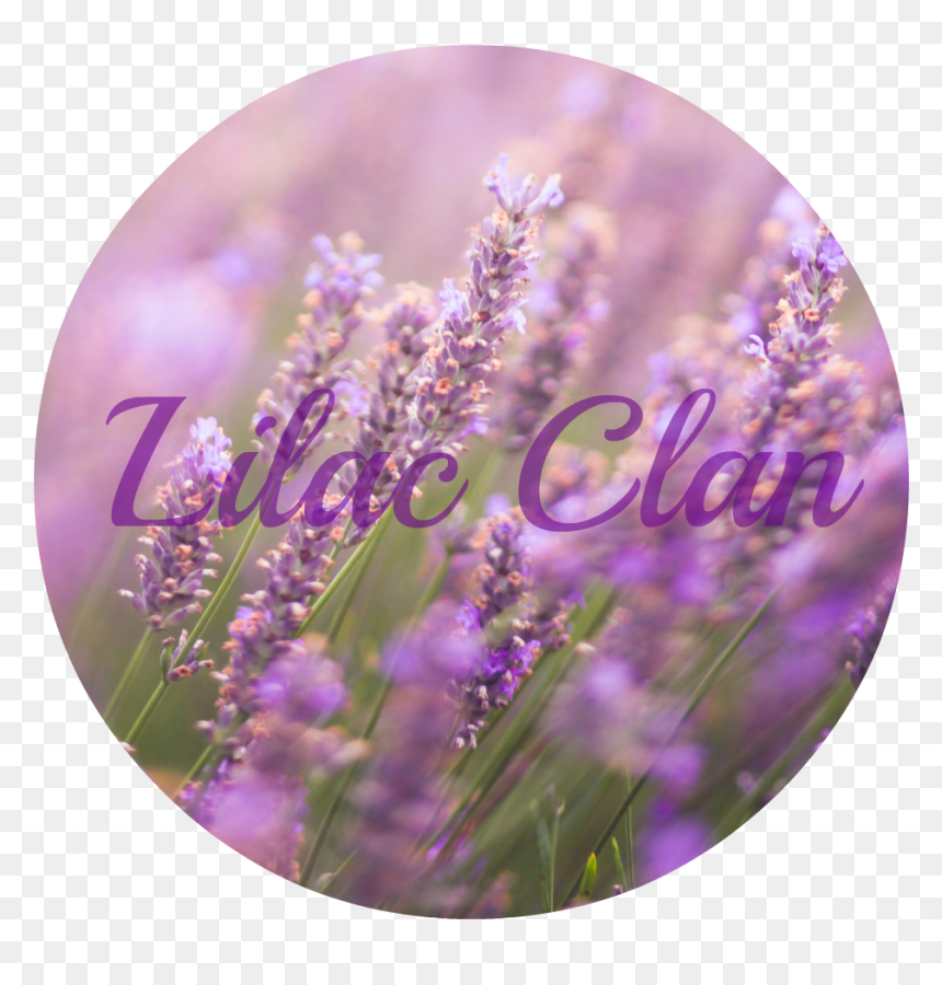O Lavender Faceboono - Lavender, HD Png Download - bombs png