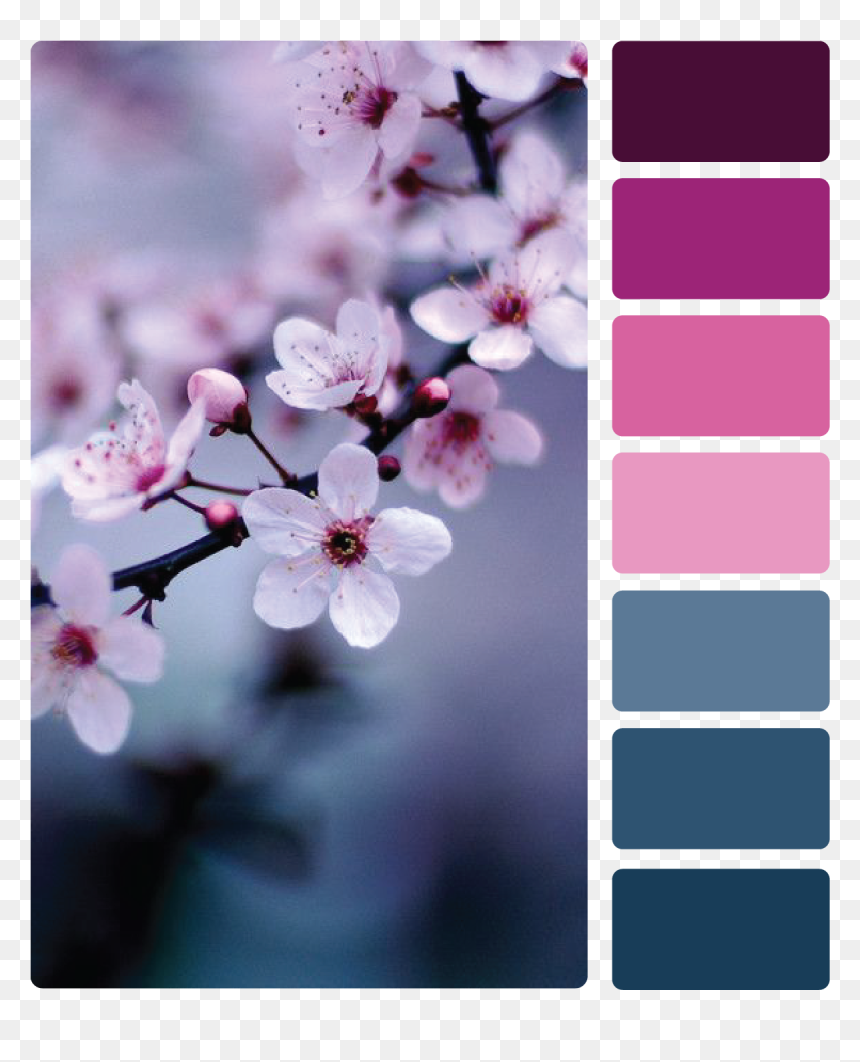 Cherry Blossom Purple, HD Png Download - sakura branch png