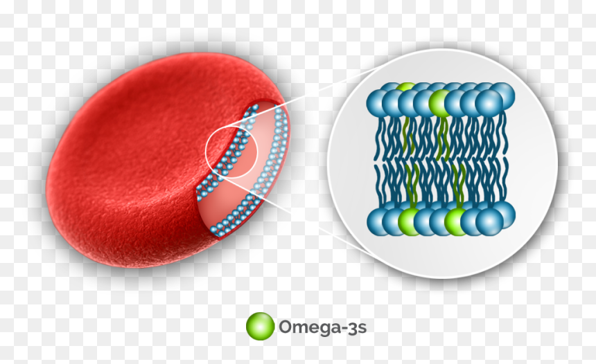 Omega 3 Red Blood Cells, HD Png Download - red blood cells png