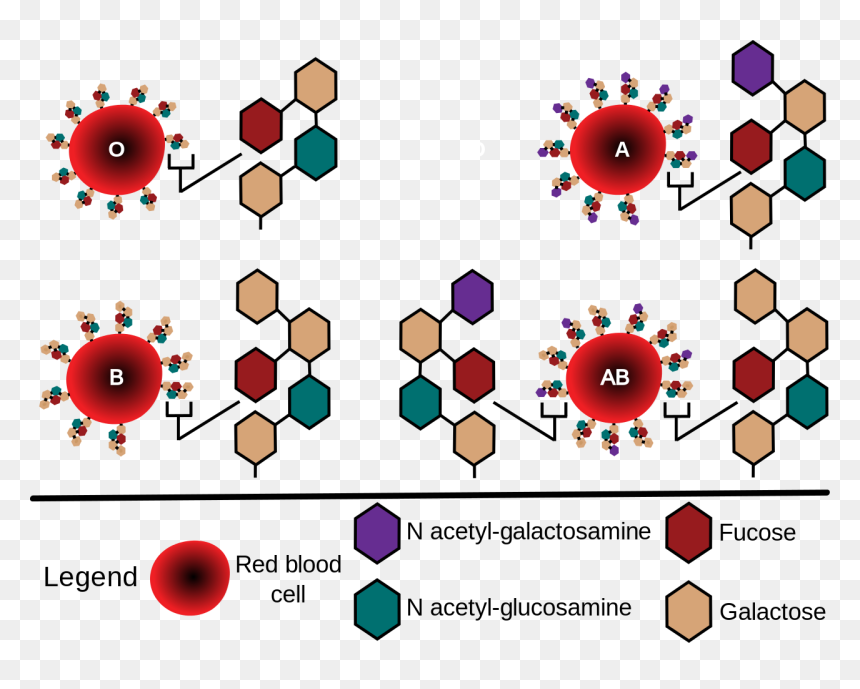 Abo Blood Group Glycosylation, HD Png Download - red blood cells png