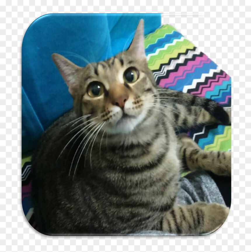 Tabby Cat , Png Download - Dragon Li, Transparent Png - cat png image
