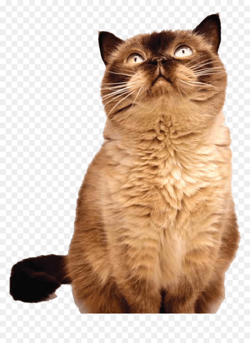 Cat Yawns, HD Png Download - cat png image