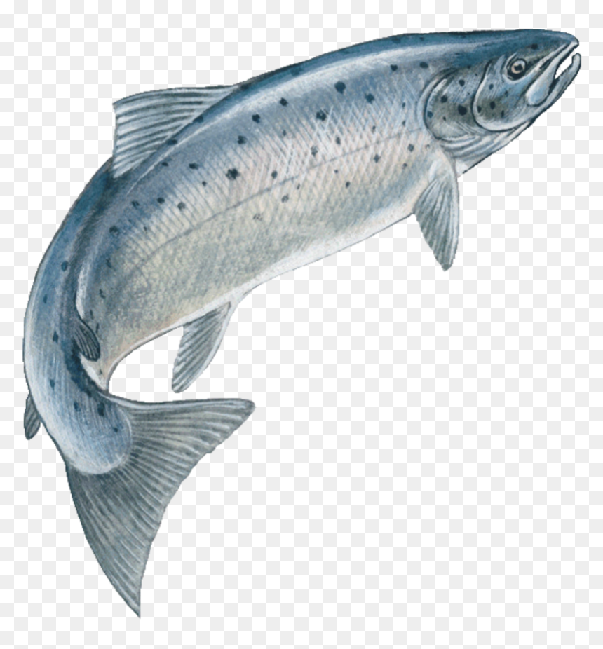 Transparent Fish Skeleton Png - Jumping Fish Png, Png Download - rainbow trout png