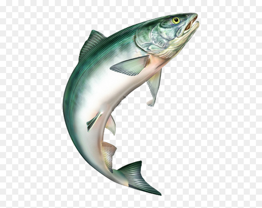 Salmon Jumping, HD Png Download - rainbow trout png