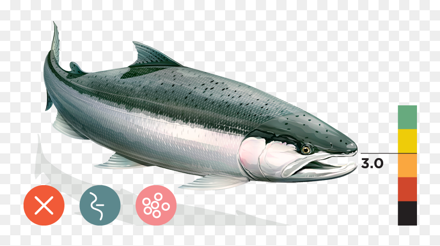 Transparent Rainbow Trout Png - South Central California Coast Steelhead, Png Download - rainbow trout png