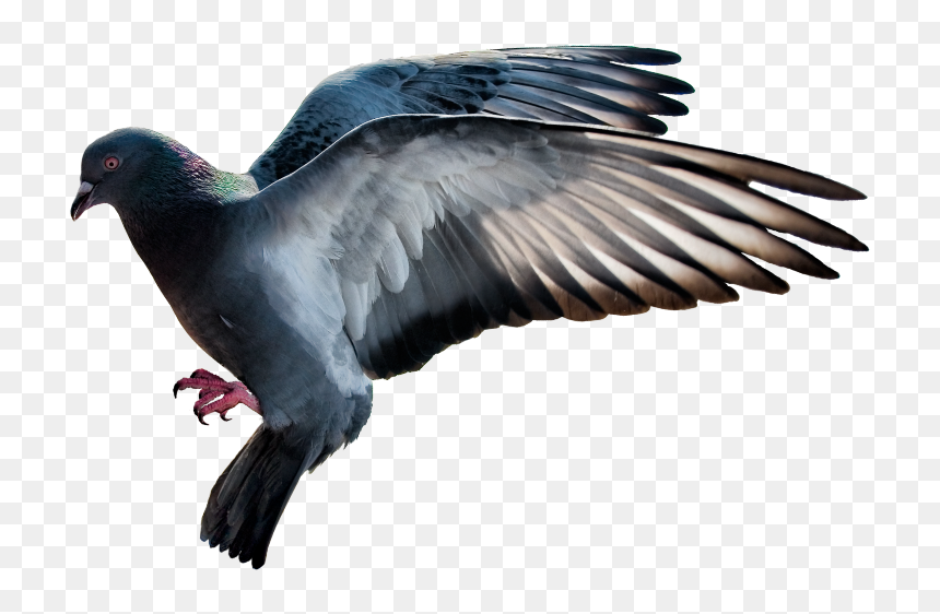 Transparent Doves Flying Png - Stock Dove, Png Download - dove flying png