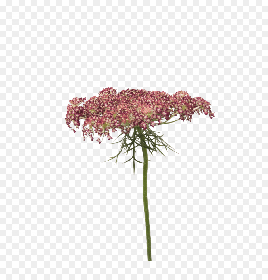 Daucus Carota Holex Flower - Artificial Flower, HD Png Download - falling flowers png