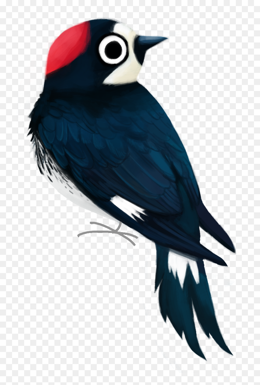 Acorn Woodpecker, HD Png Download - woodpecker png