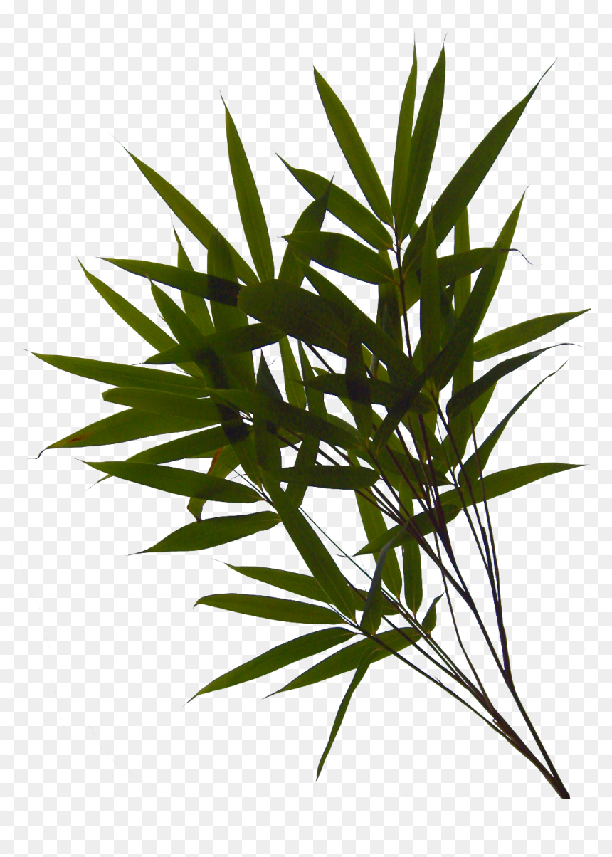 Grass Clipart , Png Download - Grass, Transparent Png - grass clip art png