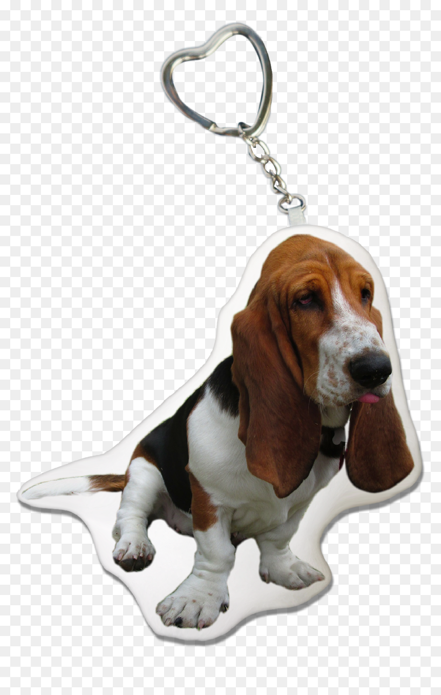Basset Hound, HD Png Download - basset hound png