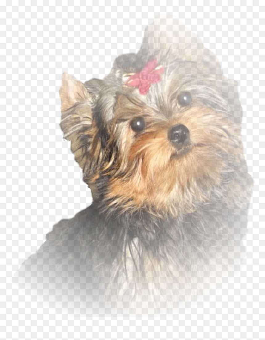 Basset Hound Png, Transparent Png - basset hound png