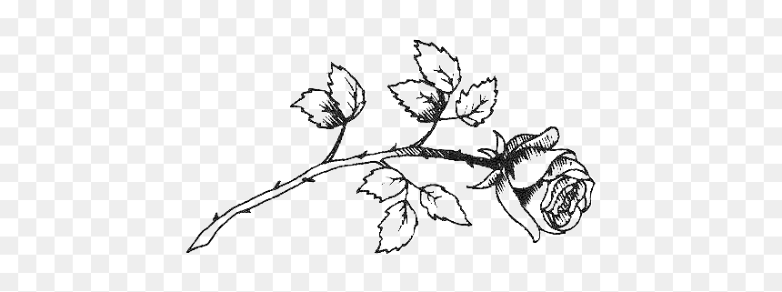 Drawing Sketch Clip Art Image - Flower Drawing Tumblr Black And White, HD Png Download - plant png tumblr