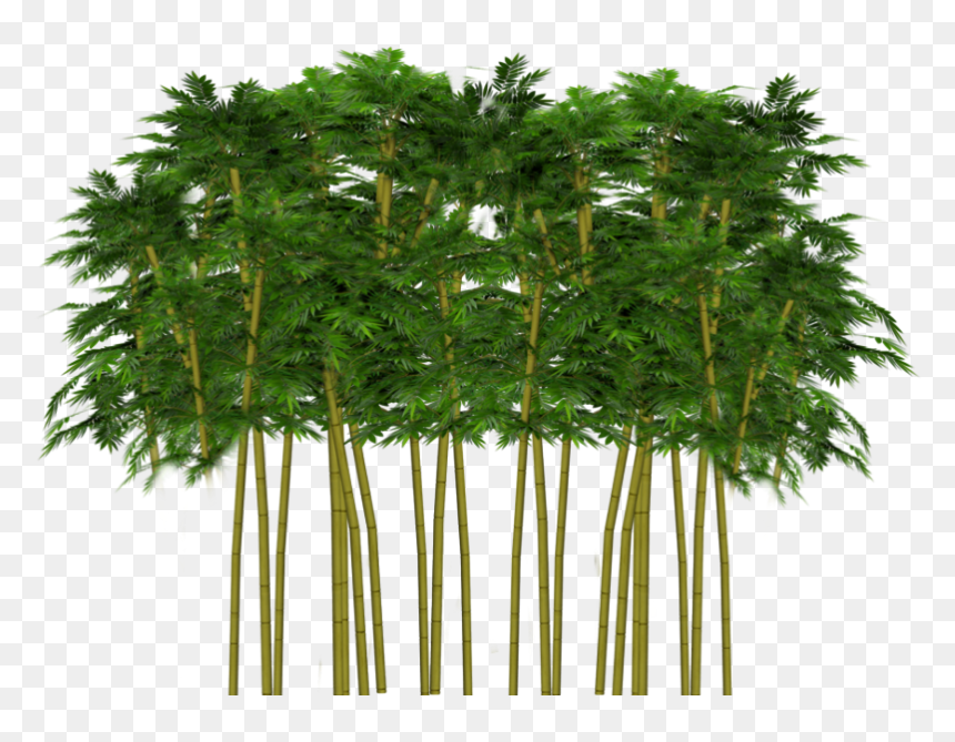 #trees #tree #forest #plant #leaves #ftestickers #tumblr - Grass, HD Png Download - plant png tumblr