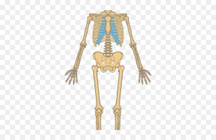 Skeletal System Clipart - Sceletal System, HD Png Download - skeletal system png
