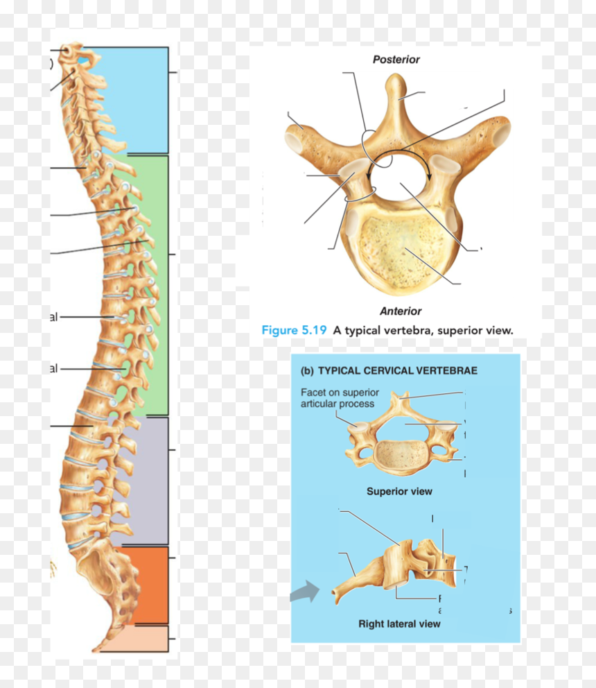 Diagram, HD Png Download - skeletal system png