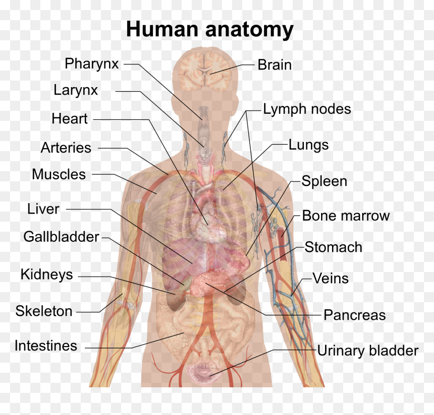 Man Shadow Anatomy - Inside Body Part Name, HD Png Download - skeletal system png