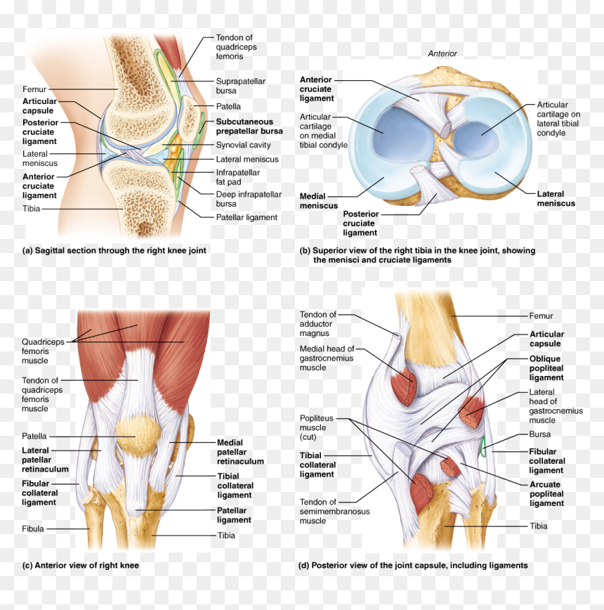 Labeled Cow Knee Joint, HD Png Download - skeletal system png