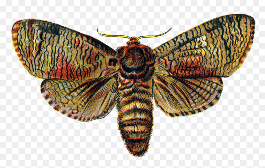 Moth Png Transparent Image - Moth Png, Png Download - butterfly transparent png