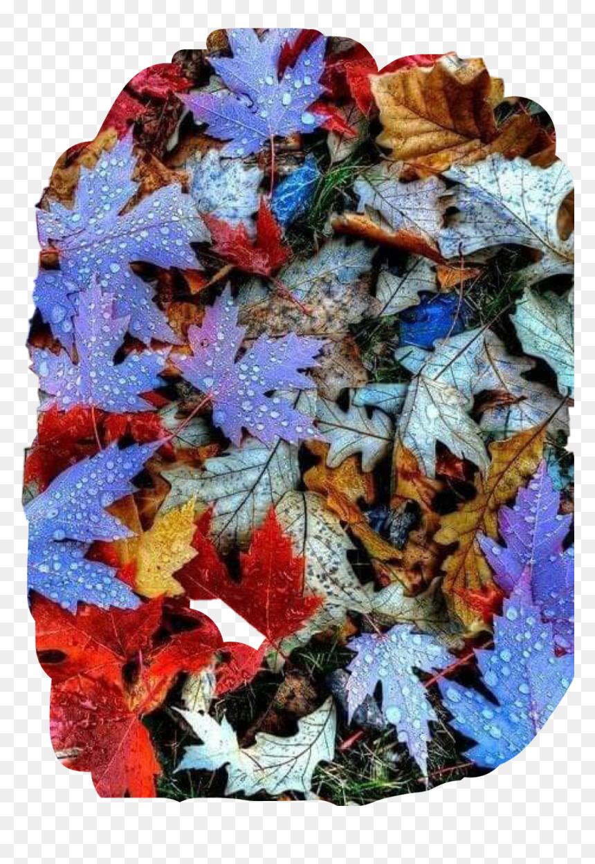 #leaves #fall #colors #autumn #dew #raindrops #ground - Beautiful Leaves Of Color, HD Png Download - raindrops falling png
