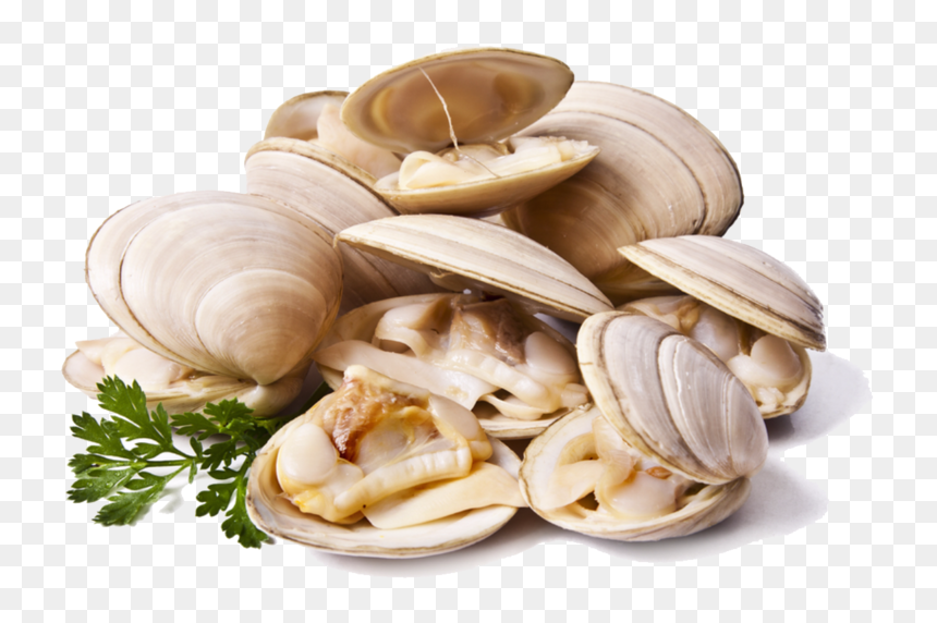 Clams Png File - Clams Png, Transparent Png - clams png