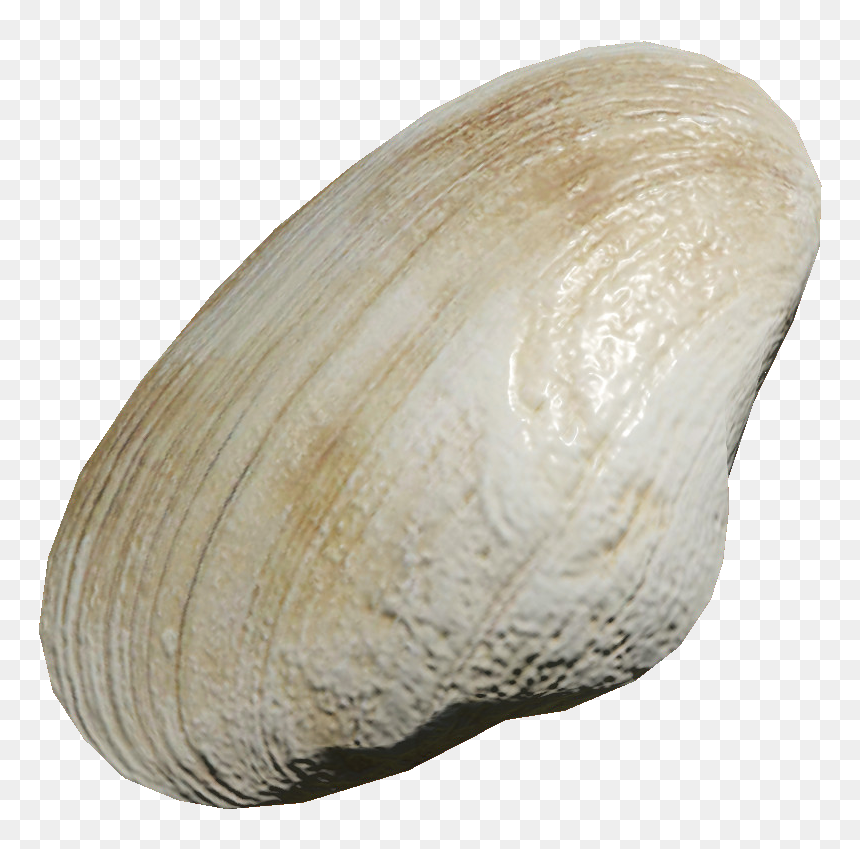 Miscreated Wiki - Baltic Clam, HD Png Download - clams png