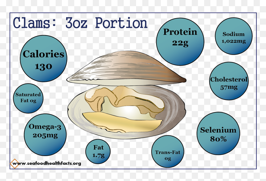 Diagram, HD Png Download - clams png