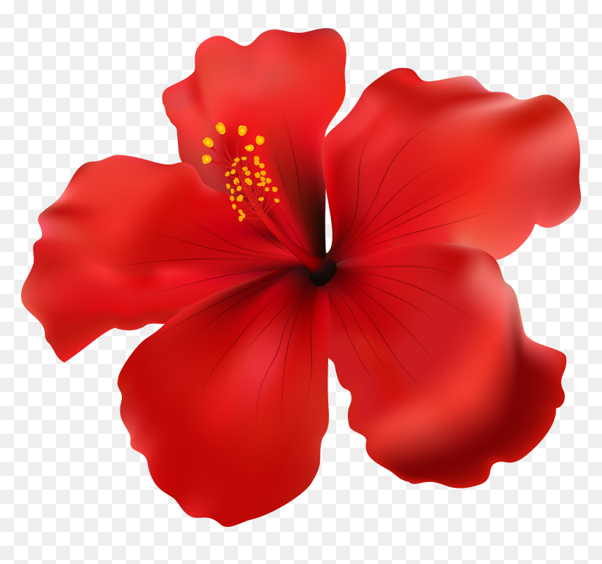 Hibiscus Clip Art Red, HD Png Download - hawaii flower png