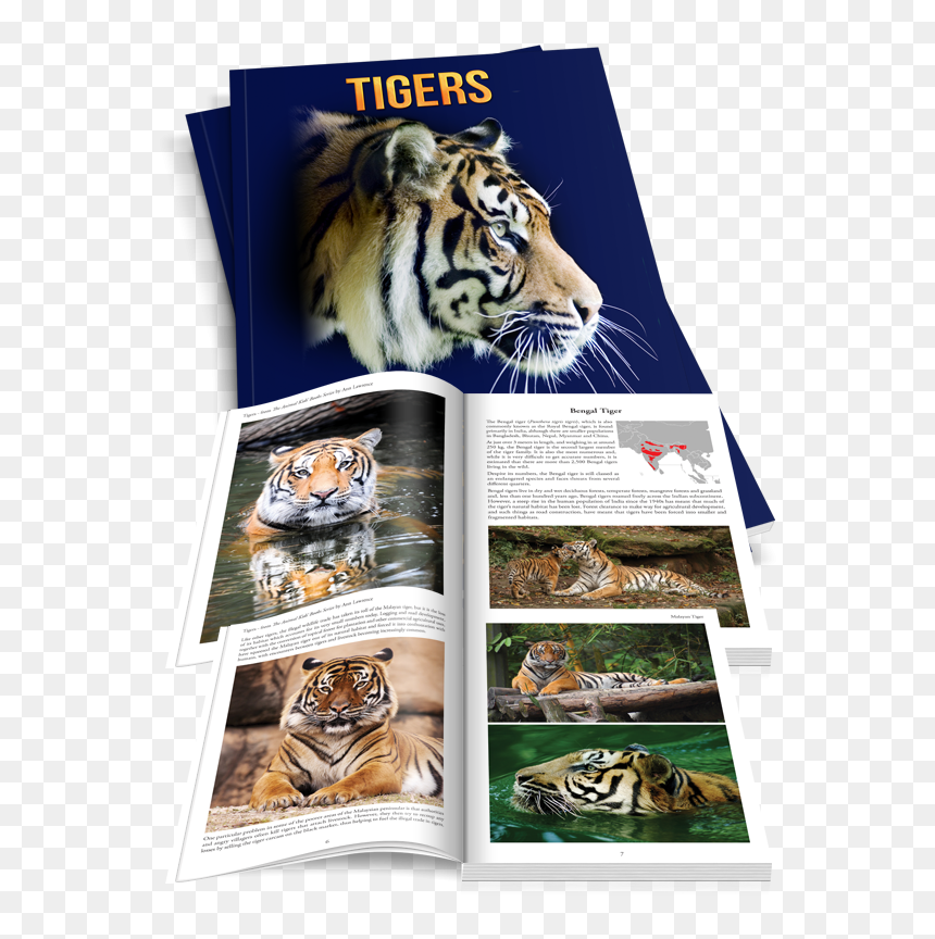 Transparent Tiger Scratch Png - Siberian Tiger, Png Download - tiger scratch png