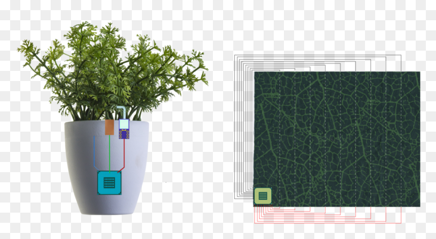 Graficos 01 Small - 시편 4 7 절, HD Png Download - small plant png