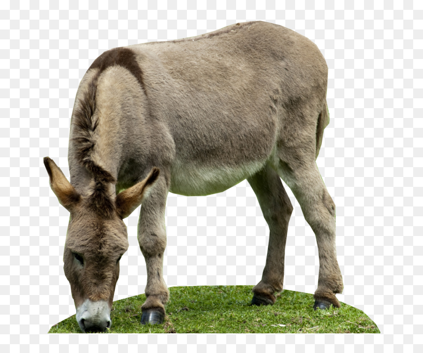 Transparent Burro Png - Animales Sin Fondo Png, Png Download - burro png