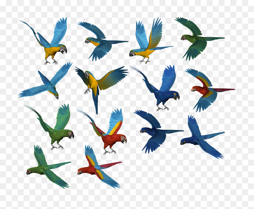Parrots Png, Transparent Png - bird flock png