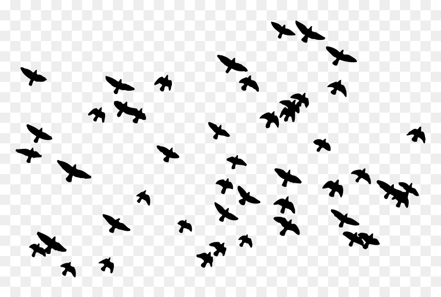 Hamid Bakeri, HD Png Download - bird flock png