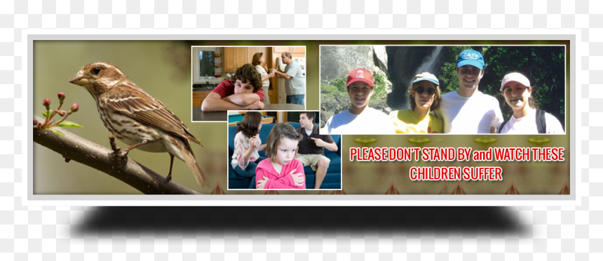 Parental Alienation Solutions, HD Png Download - dr phil png